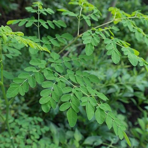 Moringa (Moringa oleifera) 