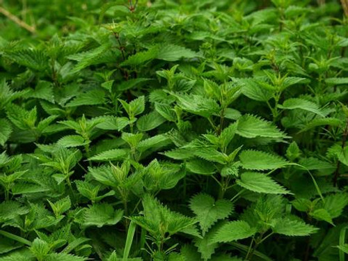 Nettle Leaf (Urtica dioica)