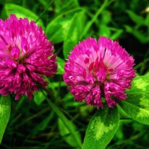 Red Clover Blossoms (Trifolium pratense)