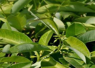 Sarsaparilla (Smilax aristolochiifolia)