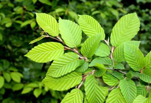 Slippery Elm (Ulmus rubra)