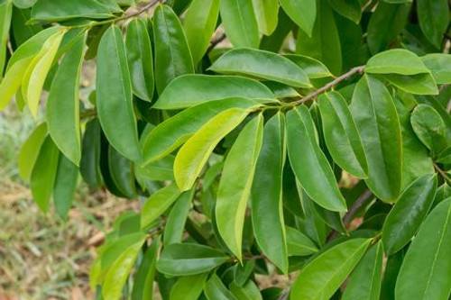 Soursop (Graviola)