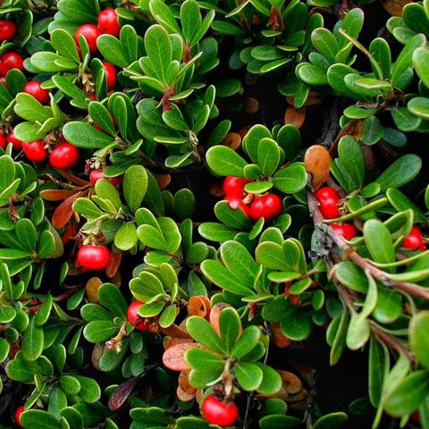 Uva Ursi Leaf (Arctostaphylos uva-ursi)
