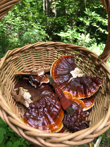 Reishi Mushroom Tincture 