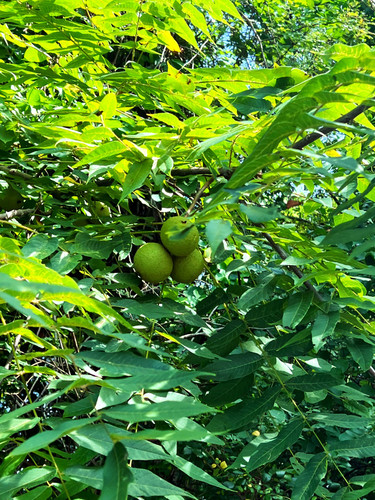 Black Walnut (Juglans nigra) Salve 