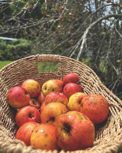 Raw & Unfiltered Apple Cider Vinegar (Home Brewed)