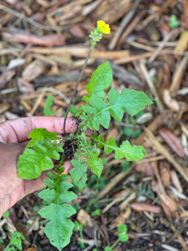 Plant Walk