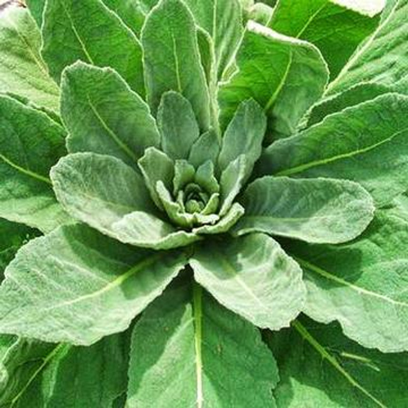 Mullein Leaf (Verbascum)