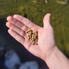 Show & Grow Koi and Goldfish Food Pellets – 30 lbs.