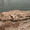Heavy-Duty Brown Faux Rock Cover for Skimmers, Waterfalls and In-Line UV Sterilizers - HLRC-HDB