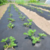 UnderGuard Underlayment 15 ft. x 30 ft. (450 sq. ft.) - UG15X30