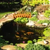 Savio Signature 5200 20' x 20' EPDM Pond Kit with UV & Air Kit- LSUV4