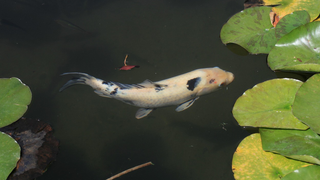 Beautiful golden koi fish