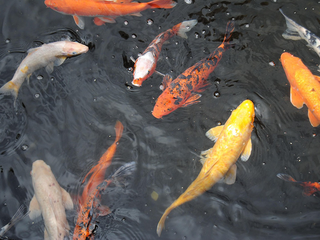 Beautiful koi pond with water lilies