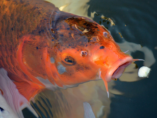 Backyard pond with deck