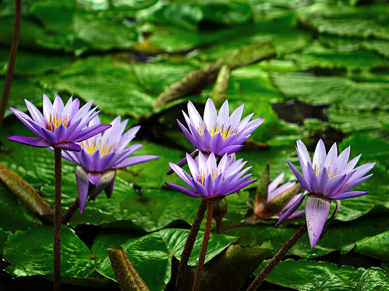 Beneficial bacteria and enzyme spring start-up formula