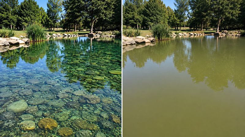 Natural flocculant binding fine particles in pond water