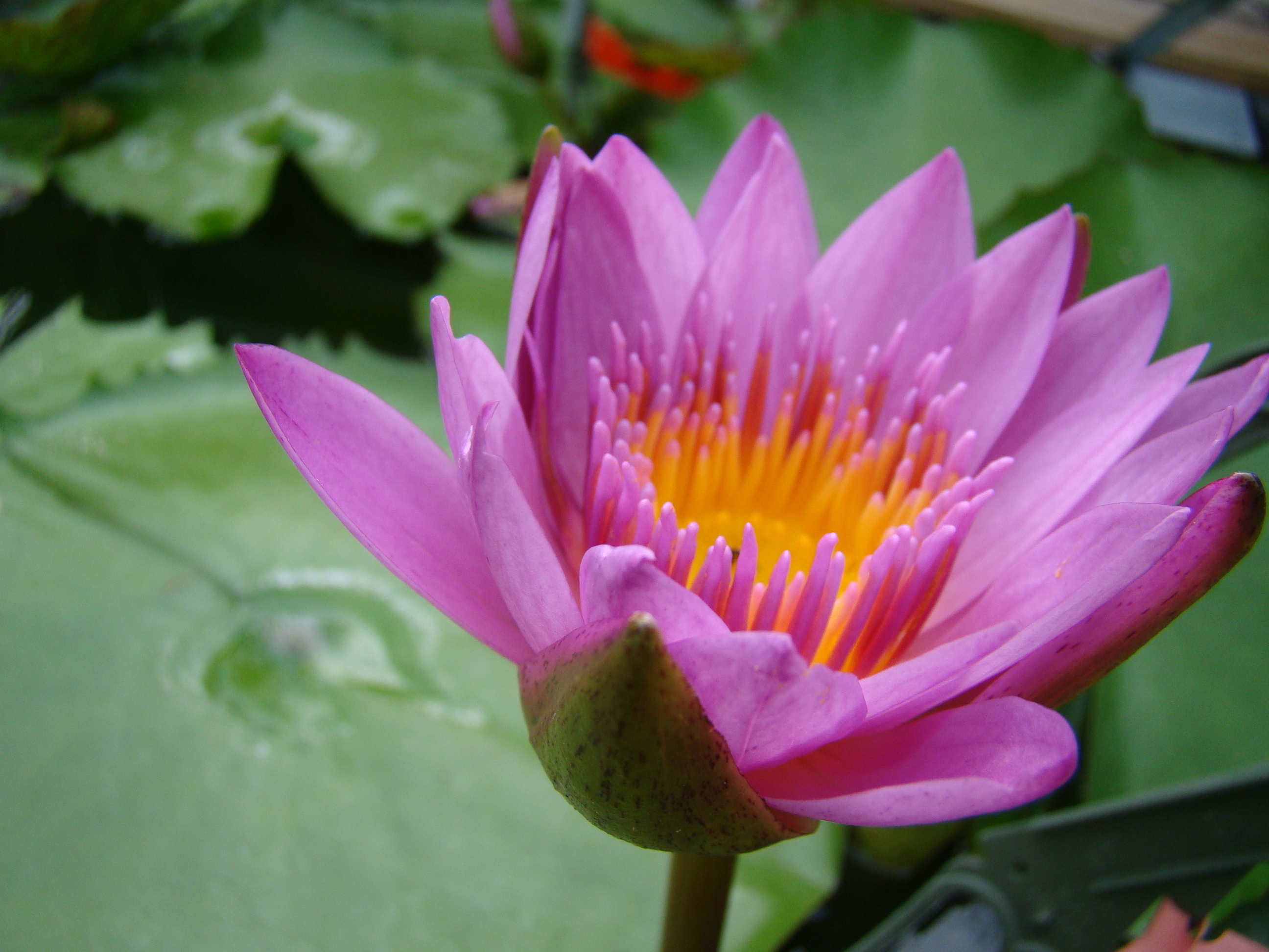 Pink water lily
