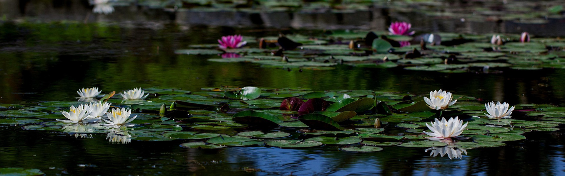 Aquatic plants and water lilies