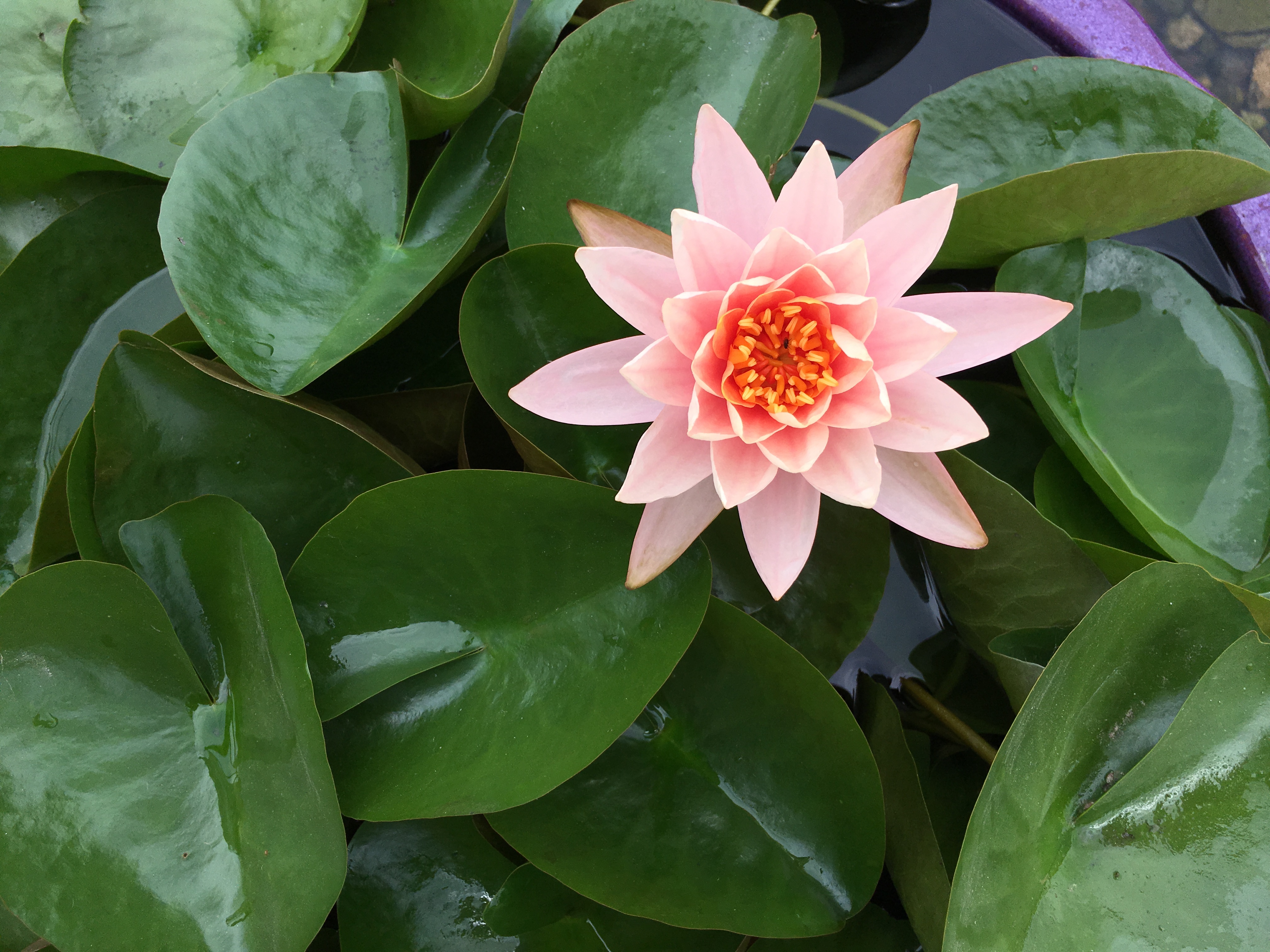 Peach water lily