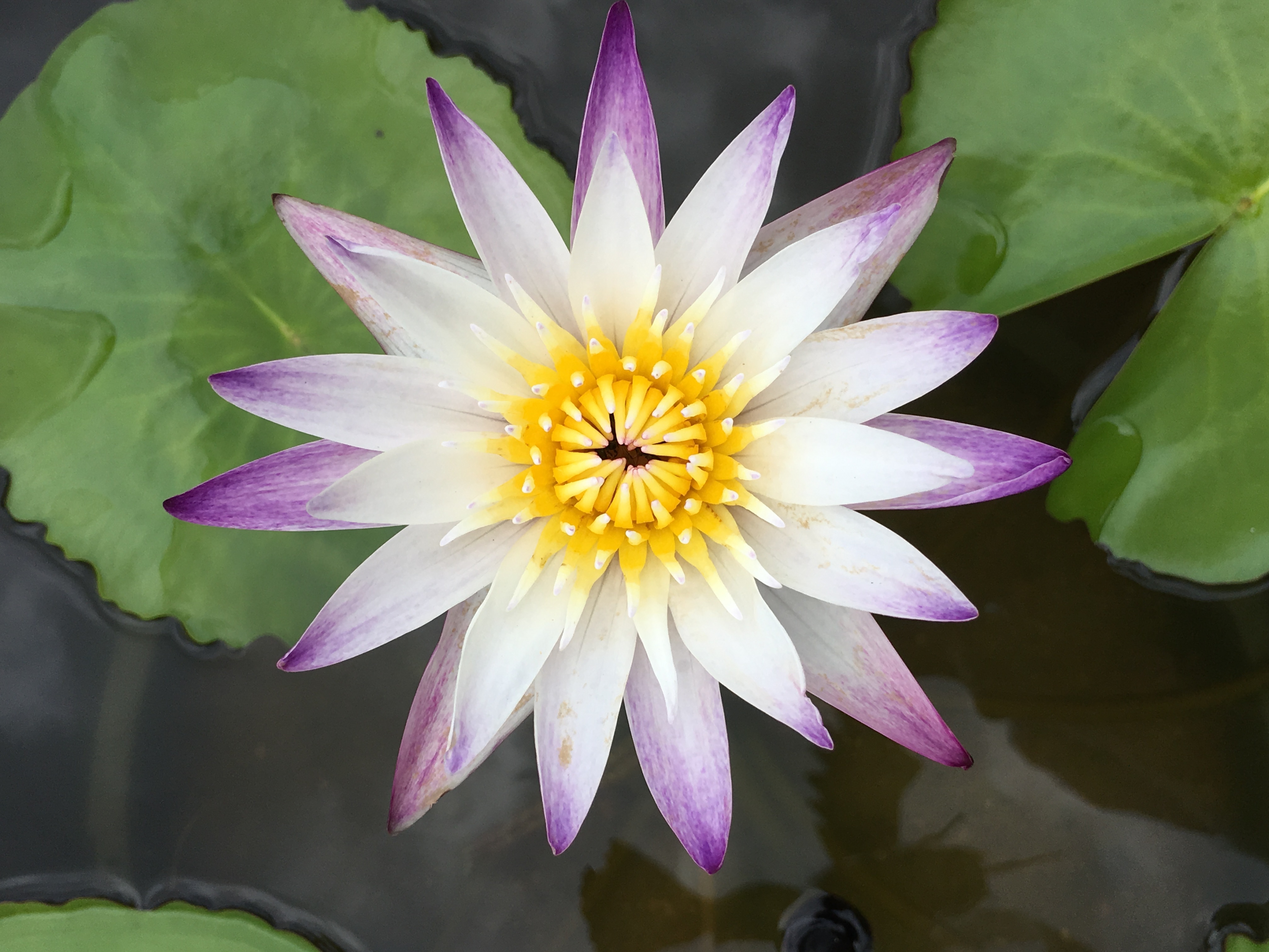 White purple water lily