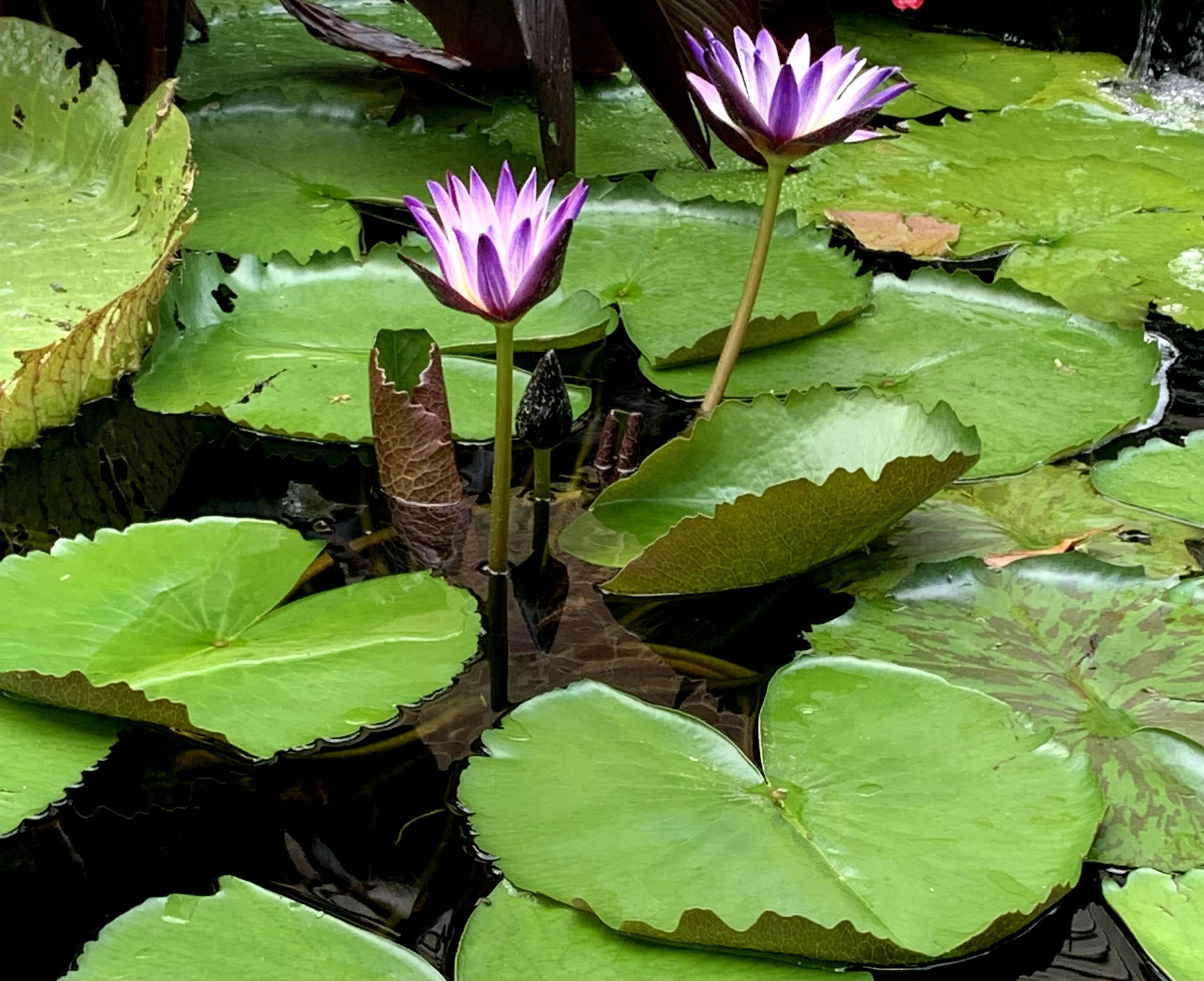 Purple tropical lilies