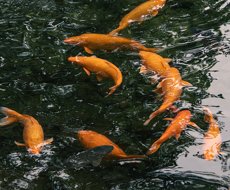 Dechlorinator neutralizing chlorine in pond water
