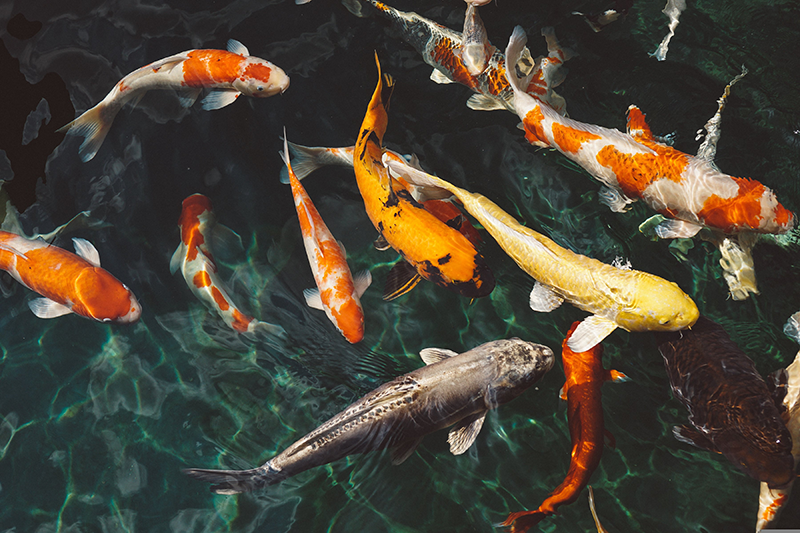 Barley Extract Pond Treatment lineup