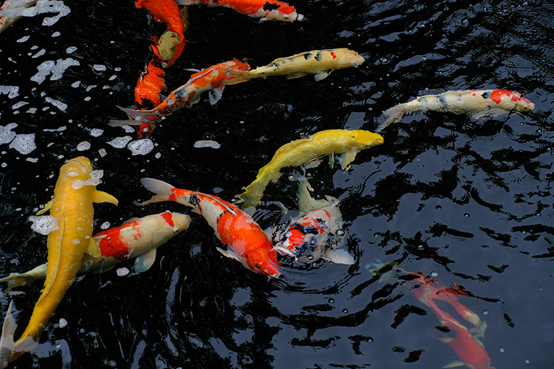 Dechlorinator Pond Water Conditioner lineup