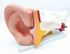 Ear Model