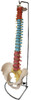 Didactic Spine Model, Vertebral Column with Pelvis