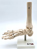 Foot Model, Bone