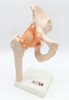 Hip Joint Model