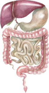 BOWEL/ INTESTINAL