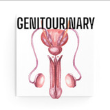 Genitourinary