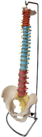 Didactic Spine Model, Vertebral Column with Pelvis