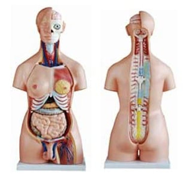 Torso Model, 40 Part