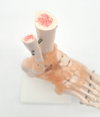 Foot Model, with Ligaments