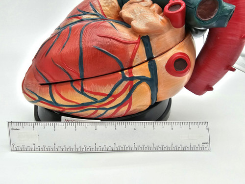 Heart Model Heart Model