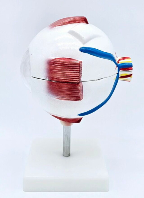 Eyeball Model Eyeball Model