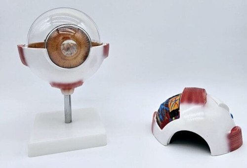 Eyeball Model Eyeball Model
