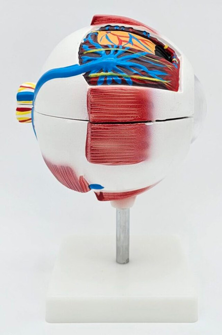 Eyeball Model Eyeball Model