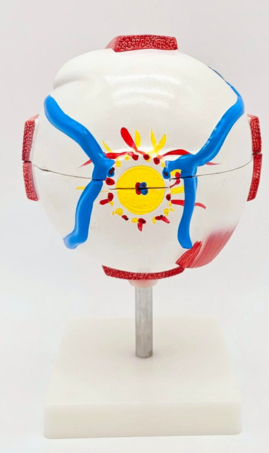 Eyeball Model Eyeball Model