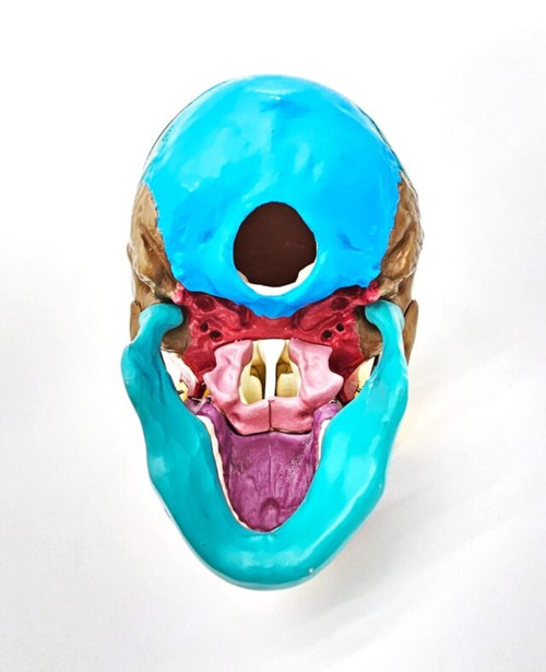 Skull Model, Life Size Skull Model, Life Size