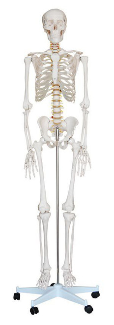 Skeleton Model, Life Size