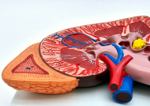 Kidney Model
