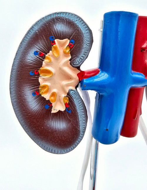 Urogenital System Model, Female