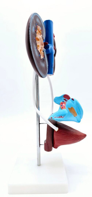 Urogenital System Model, Female