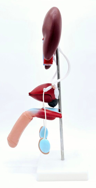 Urogenital System Model, Male