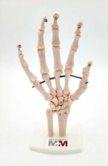 Hand Model, Bone